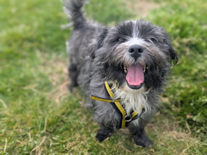 Scruff | Terrier (West Highland White) Cross | Bridgend (Wales) - 1