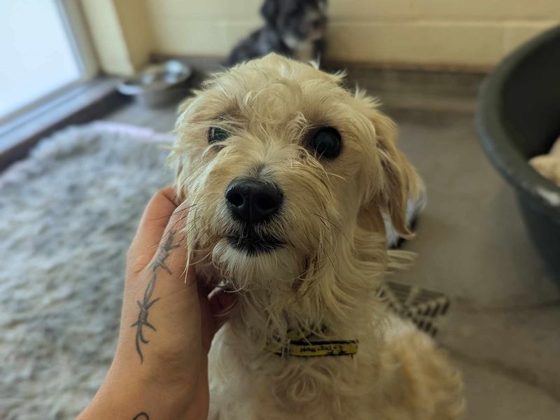 Gizmo for sale in Mid Glamorgan, Wales | Image 2