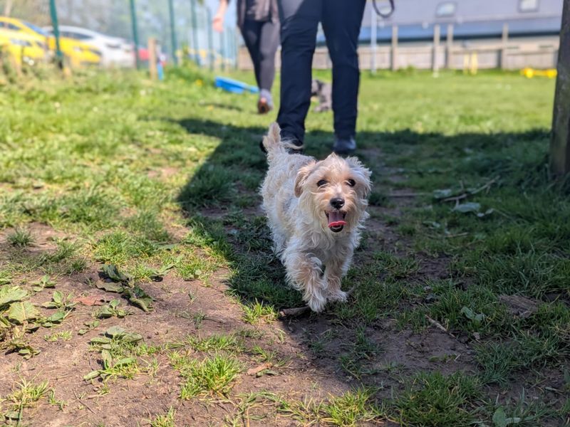 Gizmo for sale in Mid Glamorgan, Wales