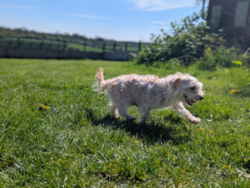 Gizmo for sale in Mid Glamorgan, Wales | Image 4