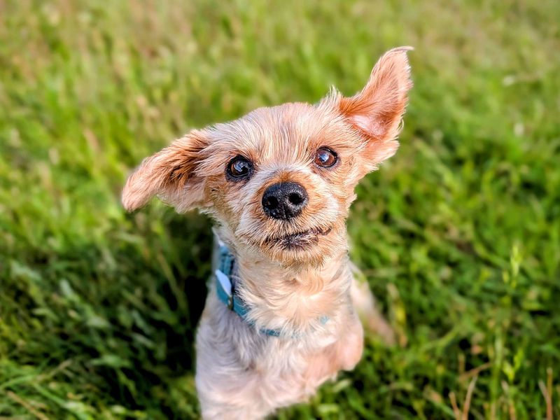 Yorkshire Terrier for adoption in Mid Glamorgan, Wales – 12 years old - Image 4 of 5
