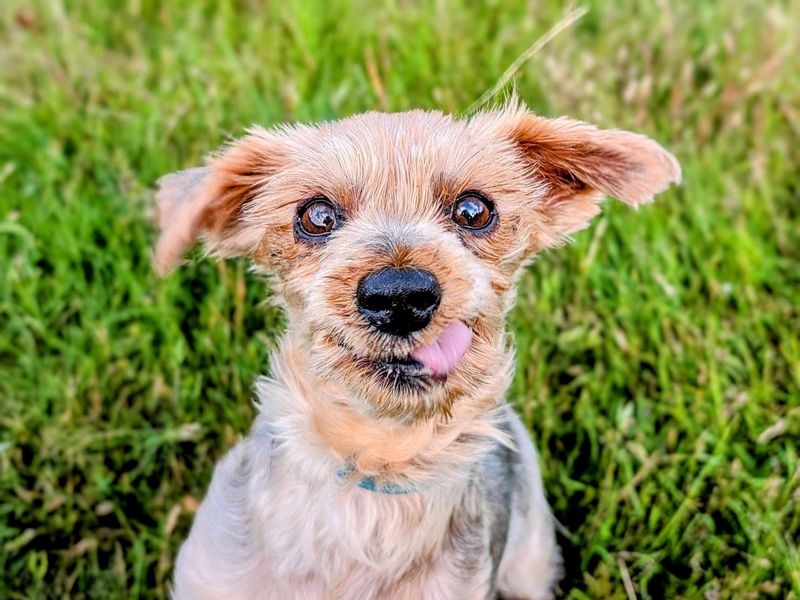 Yorkshire Terrier for adoption in Mid Glamorgan, Wales – 12 years old - Image 2 of 5