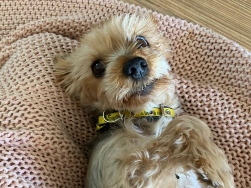 Yorkshire Terrier for adoption in Mid Glamorgan, Wales – 12 years old - Image 3 of 5