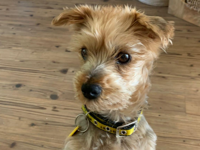 Yorkshire Terrier for adoption in Mid Glamorgan, Wales – 12 years old