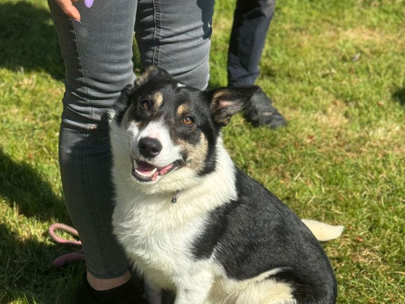 Border Collie for adoption in West Calder, West Lothian – 2 years old - Image 2 of 3