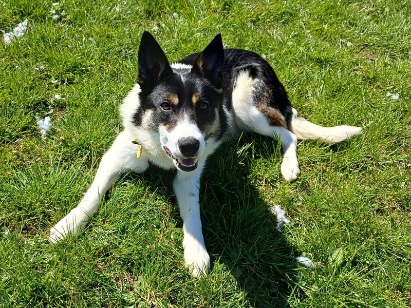 Pip for sale in West Calder, West Lothian