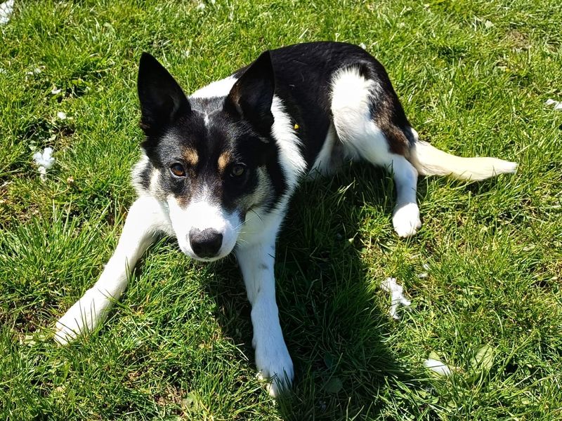 Pip for sale in West Calder, West Lothian | Image 3