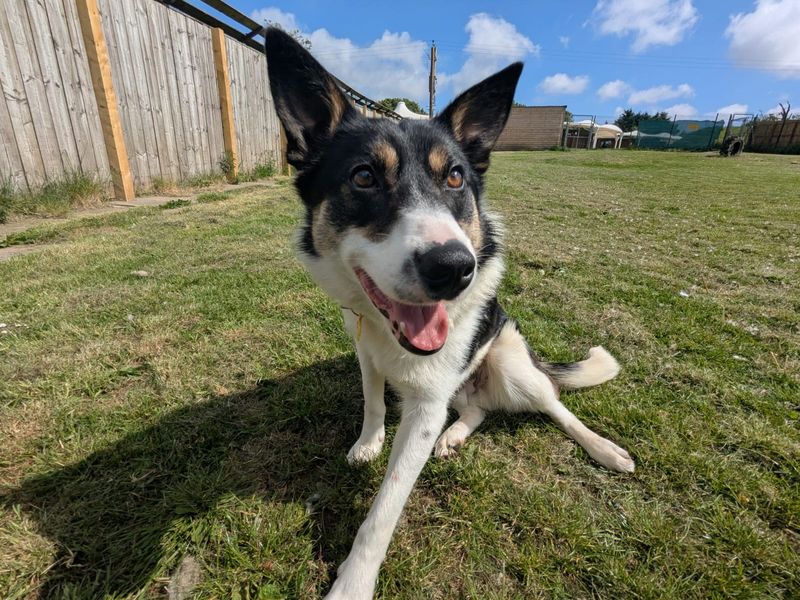 Pip | Collie (Border) | West Calder (Edinburgh) - 1