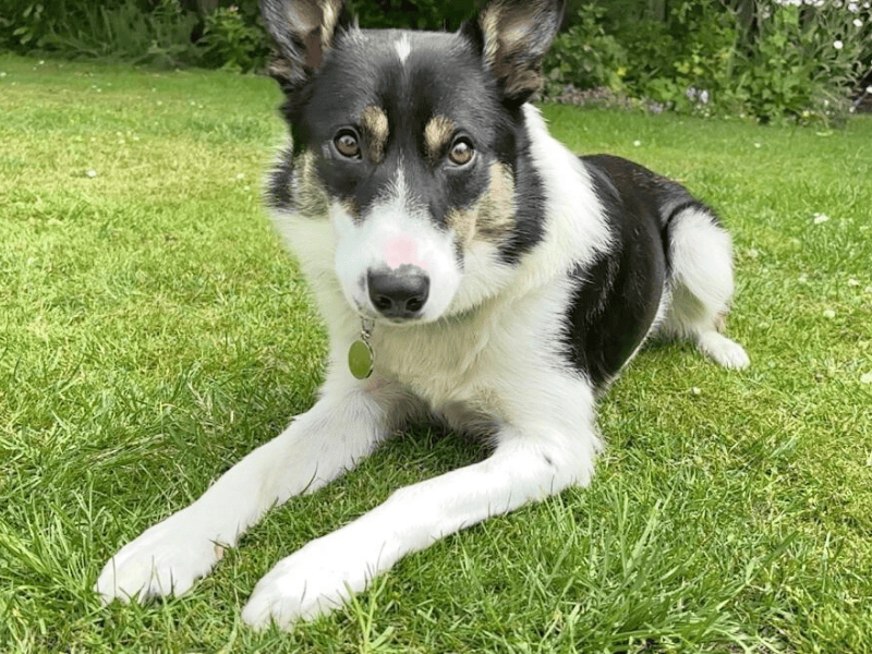 Bram | Collie (Border) | Dundee rehoming - 1