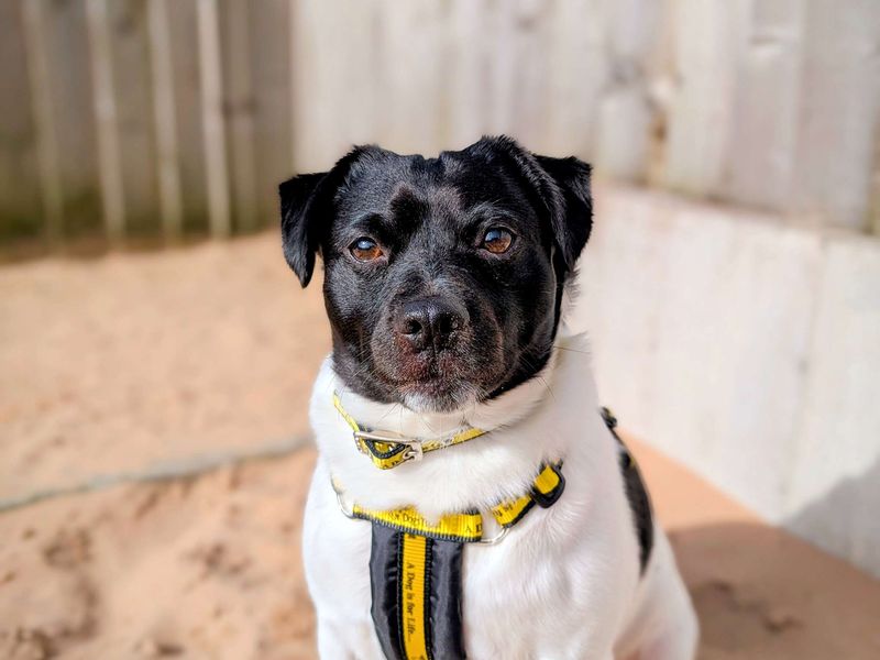 Boyo for sale in Cardiff, Glamorgan | Image 3
