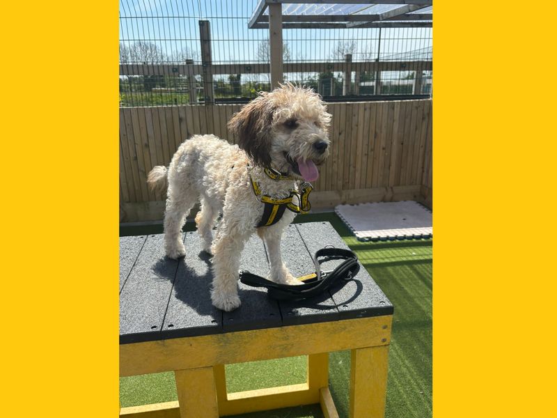 Pixie | Poodle (Miniature) | Ballymena (Northern Ireland) - 1
