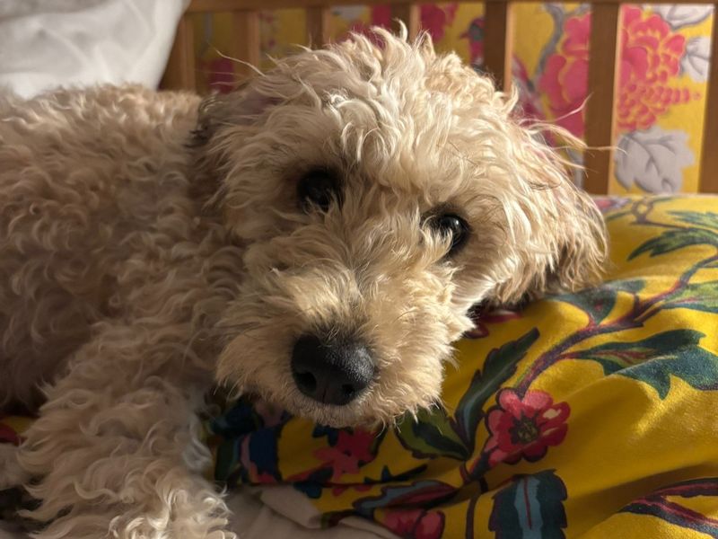 Poodle for adoption in Ballymena, Co Antrim – 8 months old - Image 3 of 4
