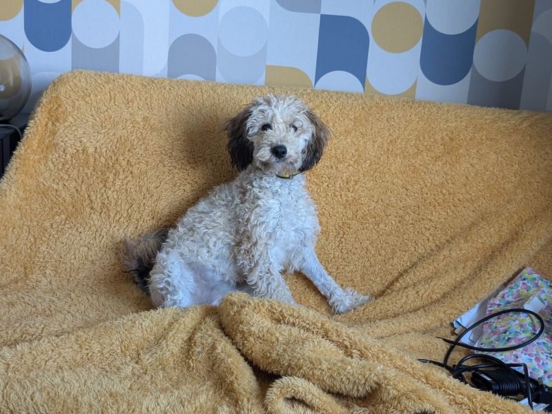 Pixie for sale in Ballymena, Co Antrim