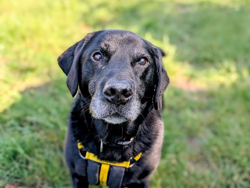 Stan & Steve | Retriever (Labrador) | Cardiff - 1