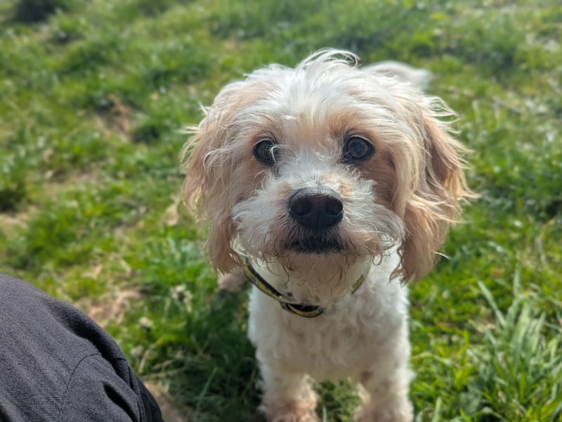 Peanut | Spaniel (King Charles) Cross | Bridgend (Wales) - 1