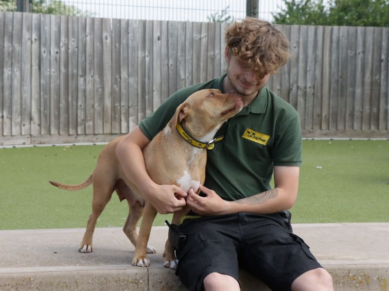 Beatrice | Terrier (Staffordshire Bull) Cross | Evesham (Worcestershire) - 1