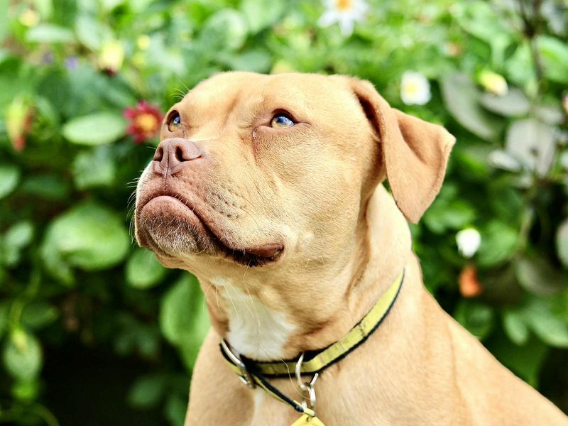 Beatrice | Crossbreed | Evesham (Worcestershire) - 1