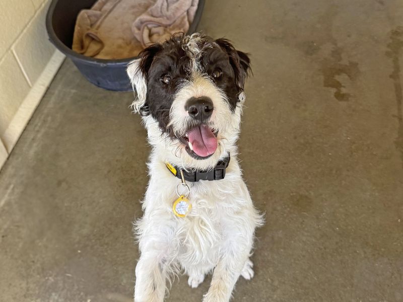 Kevin | Terrier (Parson Russell) Cross | Basildon (Essex) - 1