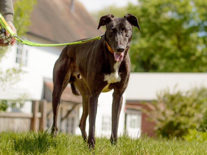 James for sale in Kenilworth, Warks - Image 3