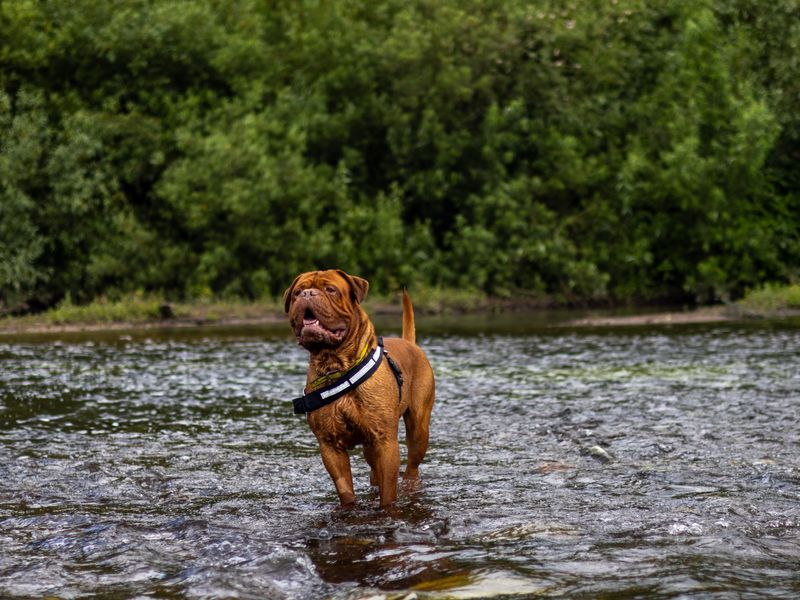 Pierre | Dogue De Bordeaux | Manchester - 1