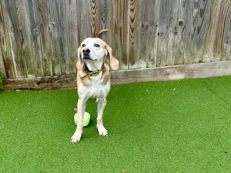 Dandelion | Foxhound Cross | Canterbury - 1