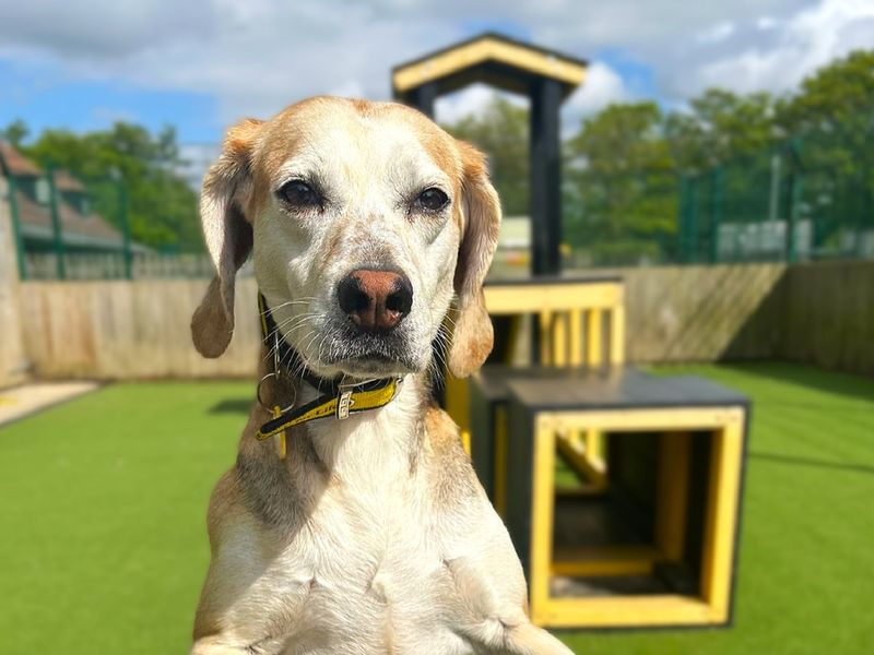 Dandelion | Foxhound Cross | Canterbury - 1