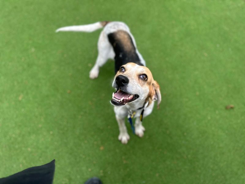 Tulip | Foxhound Cross | Canterbury - 1