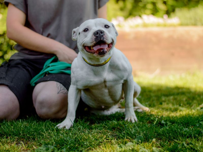 Staffordshire Bull Terrier for adoption in Kenilworth, Warks – 5 years old - Image 3 of 3