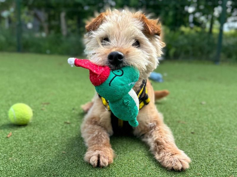 Patch | Terrier (Lakeland) | Shrewsbury (Shropshire) - 1