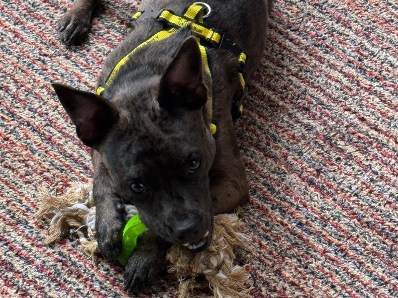 French Bulldog for adoption in Telford, Shropshire – 1 year old - Image 5 of 5