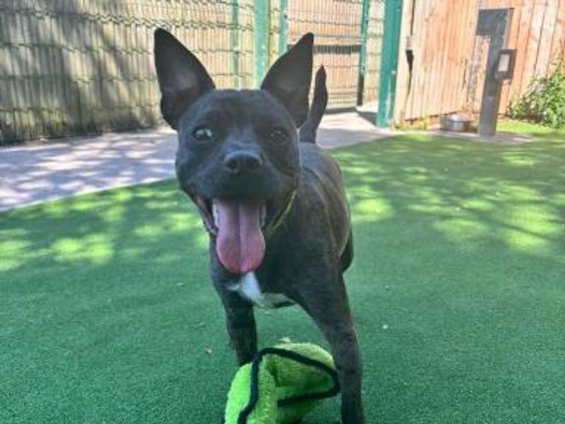 French Bulldog for adoption in Telford, Shropshire – 1 year old