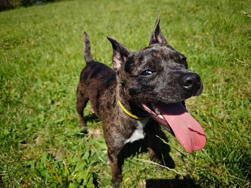 French Bulldog for adoption in Telford, Shropshire – 1 year old - Image 3 of 5