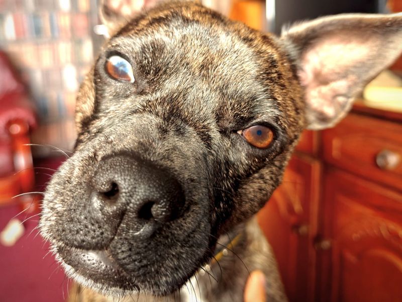 Dino | French Bulldog Cross | Shrewsbury (Shropshire) - 1