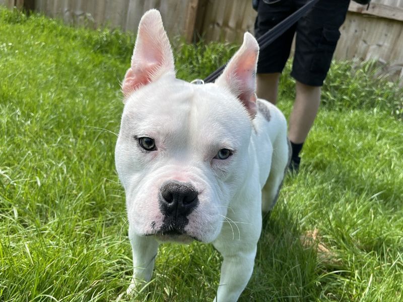 Frankie for sale in Evesham, Worcestershire | Image 3