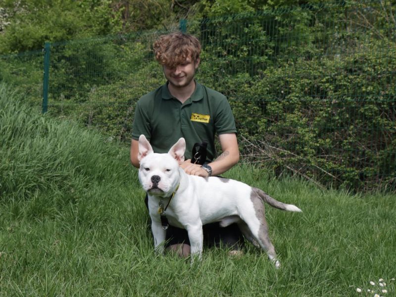 Frankie for sale in Evesham, Worcestershire | Image 2