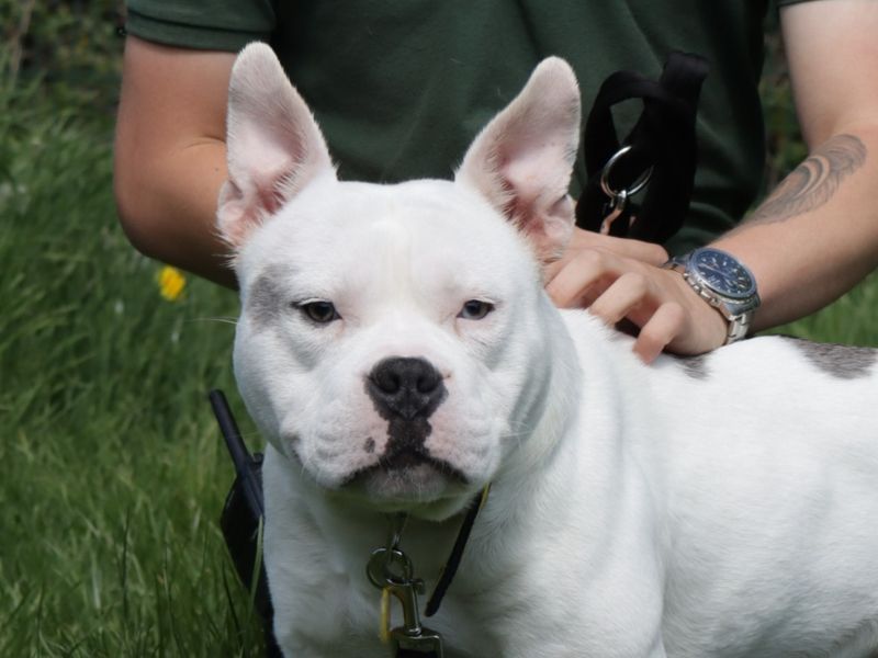 Frankie for sale in Evesham, Worcestershire