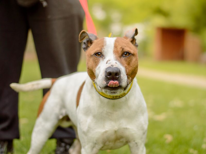 Arlo for sale in Kenilworth, Warks | Image 3