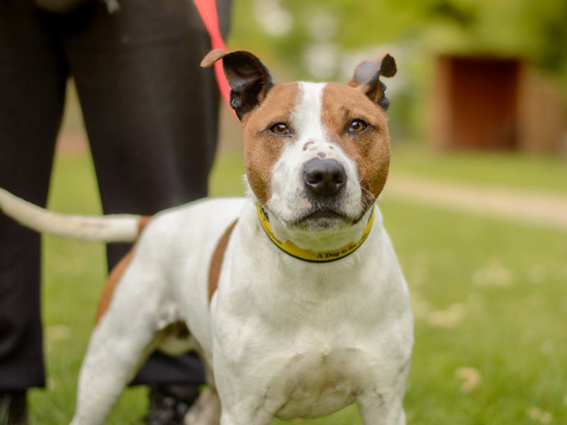 Arlo for sale in Kenilworth, Warks | Image 2