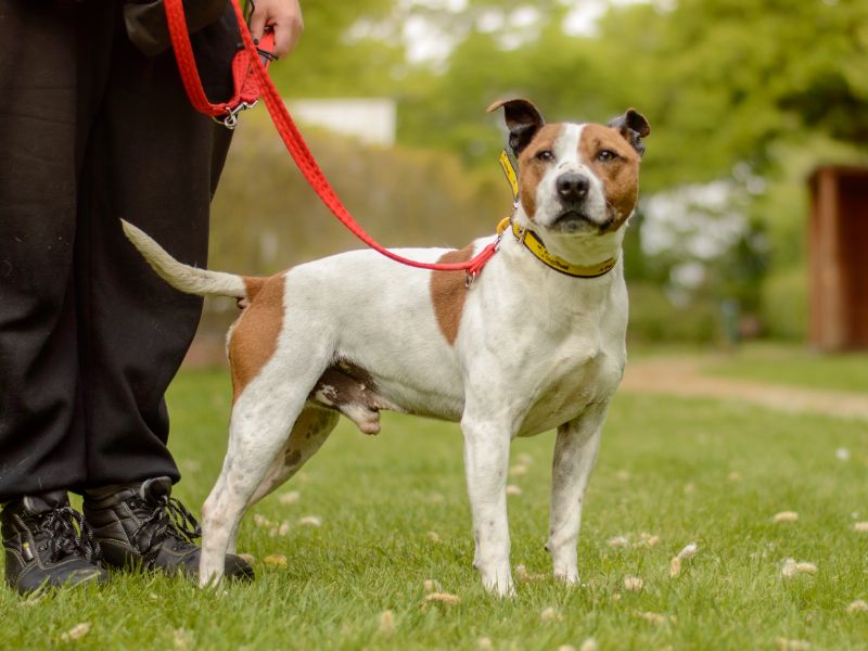 Staffordshire Bull Terrier for adoption in Kenilworth, Warks – 8 years old - Image 5 of 5