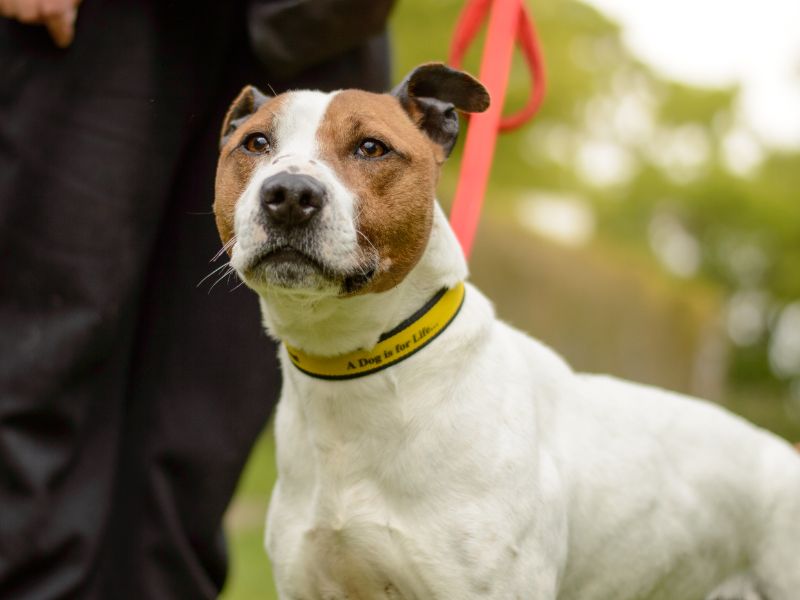 Arlo for sale in Kenilworth, Warks | Image 4