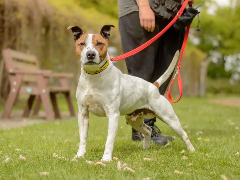 Arlo for sale in Kenilworth, Warks