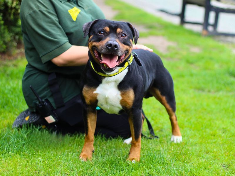 Staffordshire Bull Terrier for adoption in Manchester, Greater Manchester – 5 years old - Image 3 of 4