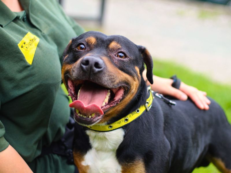 Rocky for sale in Manchester, Greater Manchester | Image 2