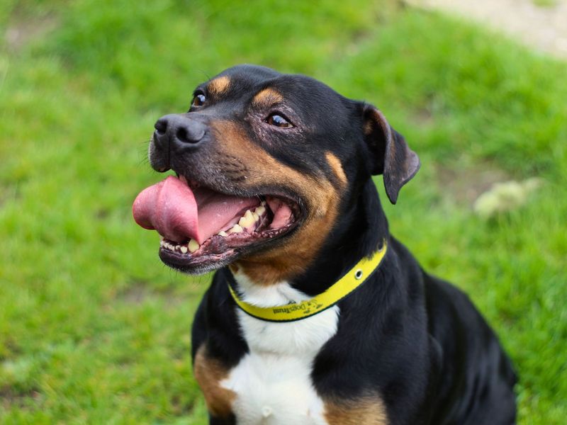 Rocky for sale in Manchester, Greater Manchester | Image 4