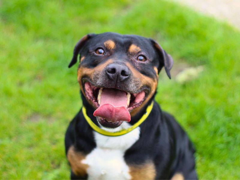 Rocky for sale in Manchester, Greater Manchester