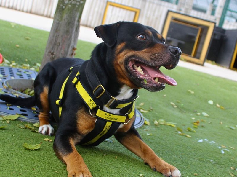 undefined | Terrier (Staffordshire Bull) | undefined - 5