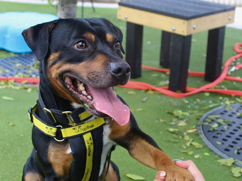 undefined | Terrier (Staffordshire Bull) | undefined - 6