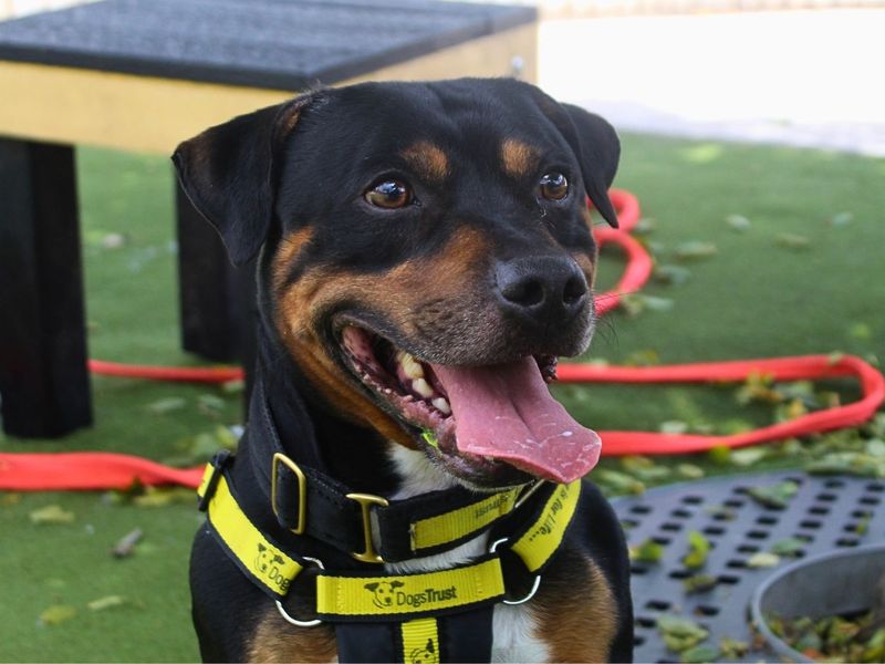 undefined | Terrier (Staffordshire Bull) | undefined - 10