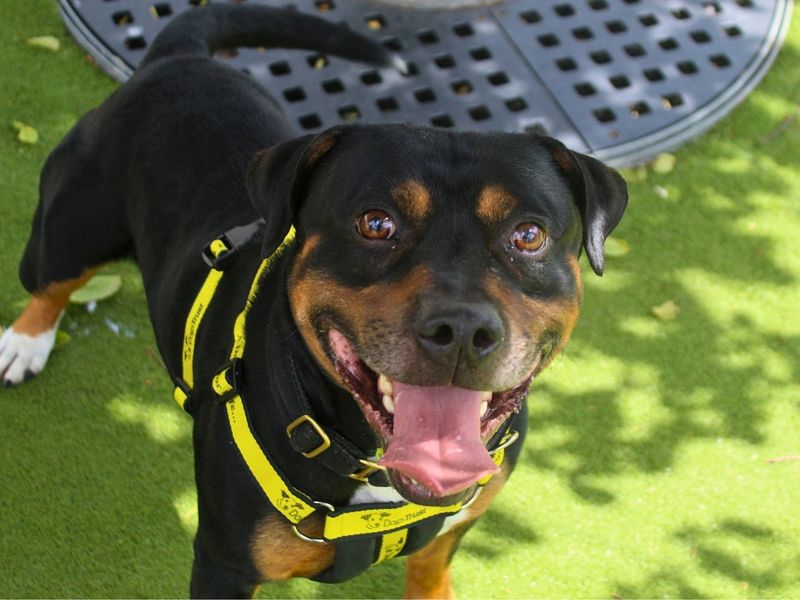 undefined | Terrier (Staffordshire Bull) | undefined - 4