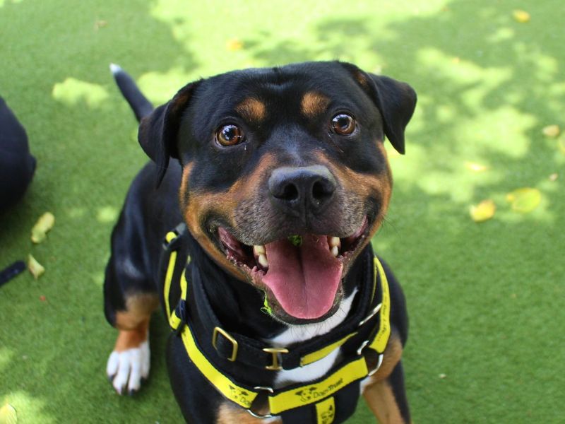 undefined | Terrier (Staffordshire Bull) | undefined - 2